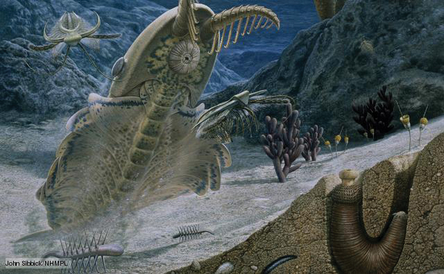 Cambrian