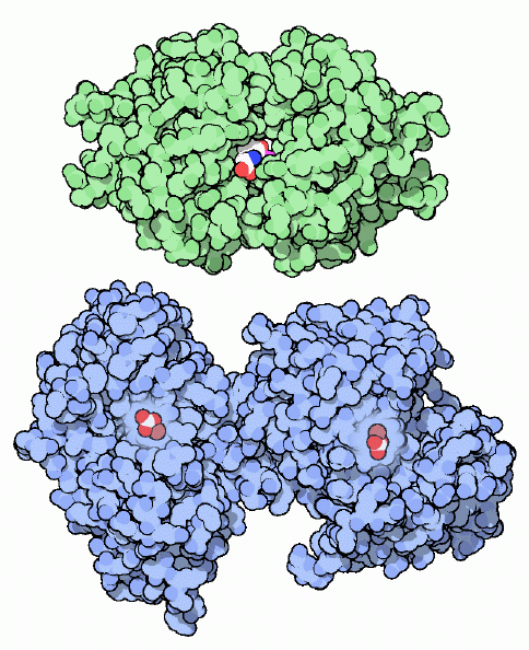 PDB-101: Molecule of the Month: Hemoglobin