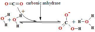 CarbonicAnhydrase