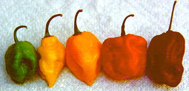 Hot peppers