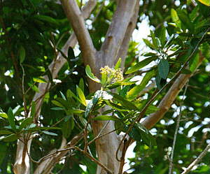 pimento tree