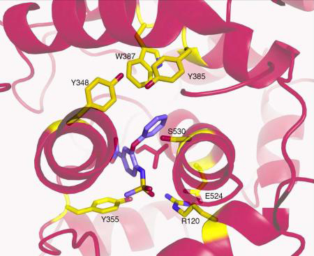 An external file that holds a picture, illustration, etc.
Object name is nihms-223818-f0001.jpg