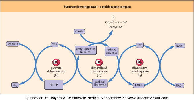 pyruvate dehydrogenase complex