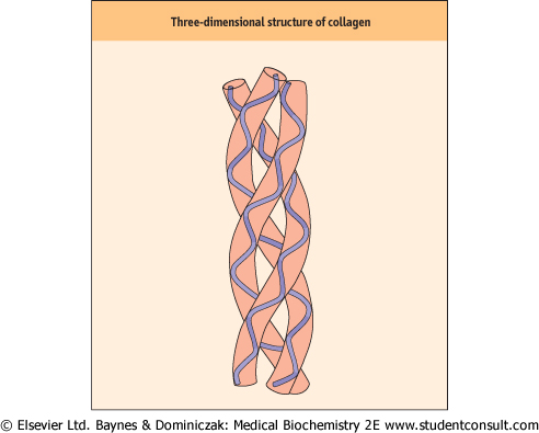 quaternary structure collagen