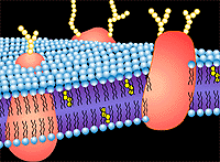 10-2A Membrane structure and the fluid mosaic model