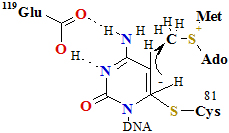 CGlu119Cys81AdoMe