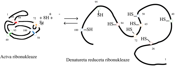 ribonuclese RedOx